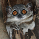 Just one of thousands of trembling, mortally afraid new species discovered in the Amazon.